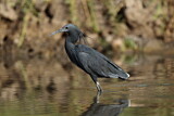 Image. Black Heron