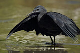 Image. Black Heron