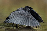 Image. Black Heron