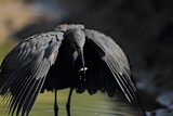 Image. Black Heron