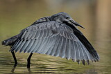 Image. Black Heron