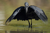 Image. Black Heron