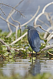 Image. Black Heron