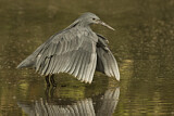 Image. Black Heron