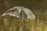 Image. Black Heron