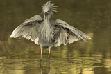 Image. Black Heron