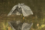 Image. Black Heron