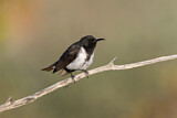 Image. Black Honeyeater