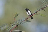 Image. Black Honeyeater