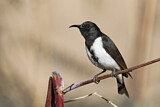 Image. Black Honeyeater