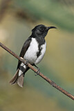 Image. Black Honeyeater