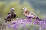 Image. Black Kite & Red Kite