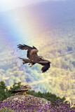 Image. Black Kite & Red Kite