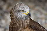 Image. Black Kite