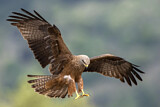 Image. Black Kite