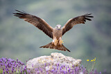 Image. Black Kite