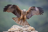 Image. Black Kite