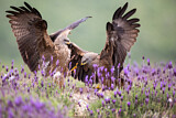 Image. Black Kite
