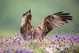 Image. Black Kite