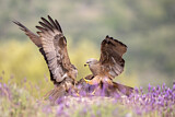 Image. Black Kite