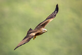 Image. Black Kite