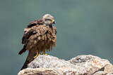 Image. Black Kite