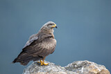 Image. Black Kite