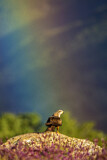 Image. Black Kite