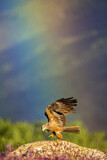 Image. Black Kite