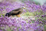Image. Black Kite
