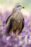 Image. Black Kite