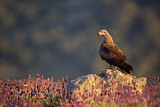 Image. Black Kite