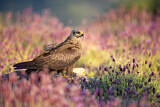 Image. Black Kite