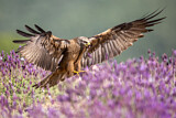 Image. Black Kite