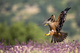 Image. Black Kite