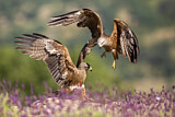 Image. Black Kite