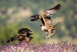Image. Black Kite