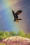 Image. Black Kite