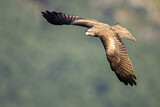 Image. Black Kite