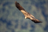 Image. Black Kite