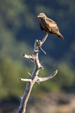 Image. Black Kite
