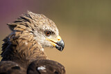 Image. Black Kite