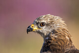 Image. Black Kite