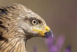 Image. Black Kite