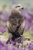 Image. Black Kite