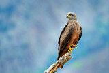Image. Black Kite