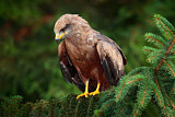 Image. Black Kite