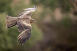 Image. Black Kite