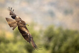 Image. Black Kite