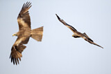 Image. Black Kite